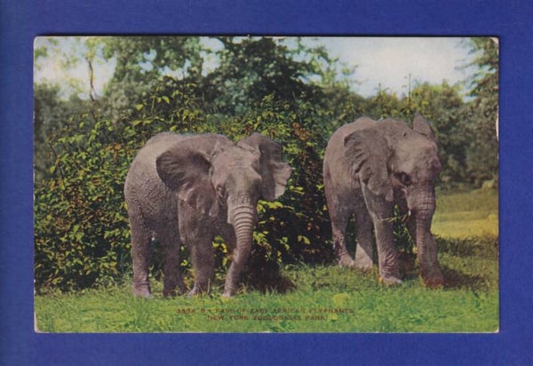 ELEPHANT