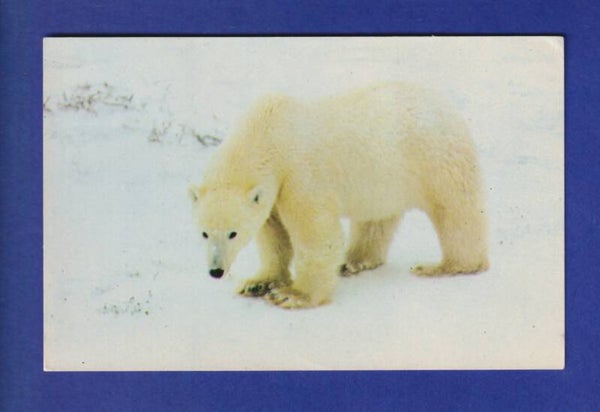 OURS POLAIRE