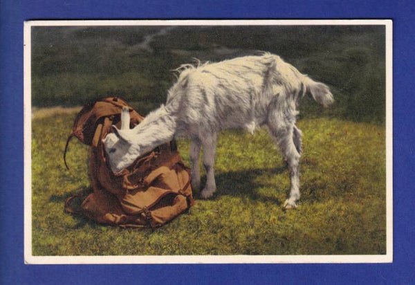 CHEVRE