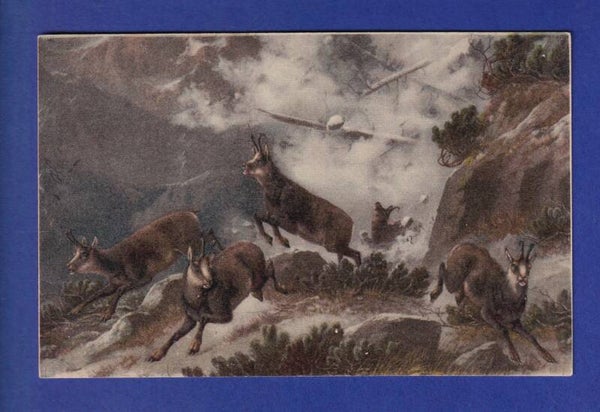 CHAMOIS