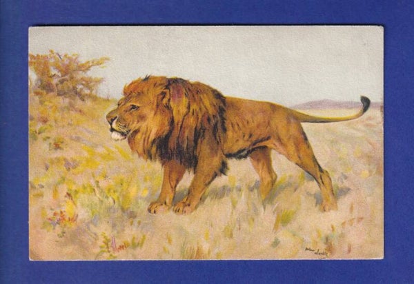 LION // voir dos //