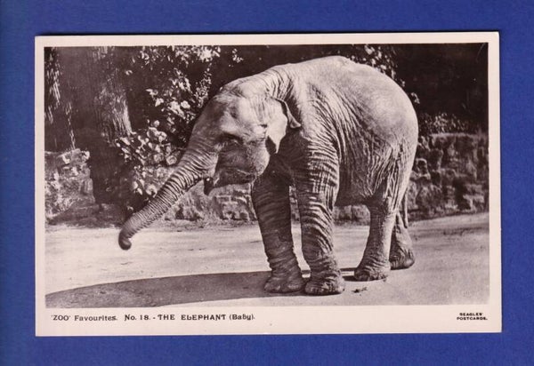 ELEPHANT