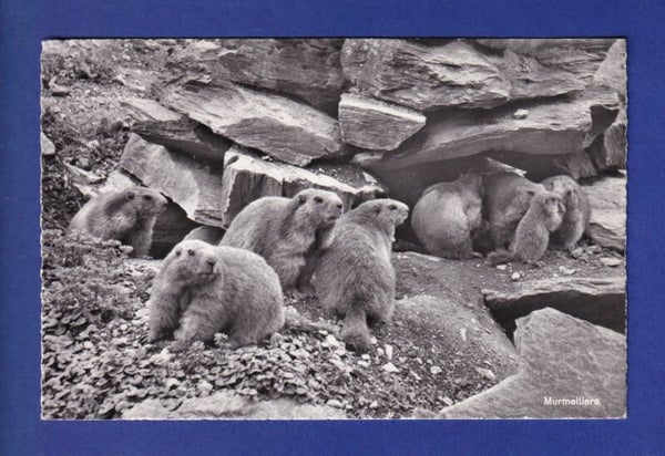 MARMOTE / MURMELTIERE