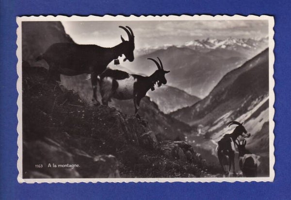 CHEVRE