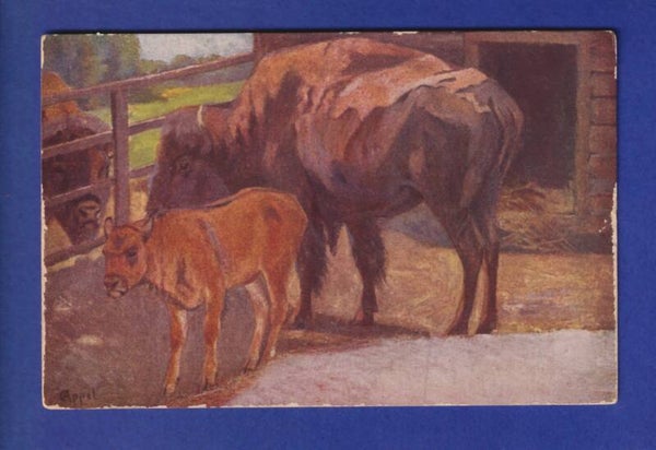 BISON