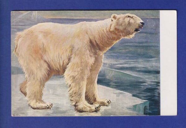 OURS POLAIRE
