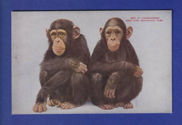 Singe - CHIMPANZE