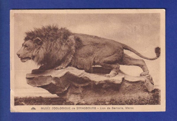 LION // pli d'angle et voir dos //