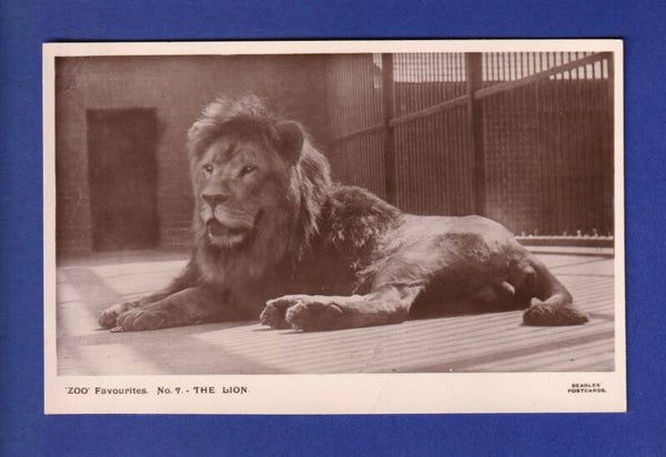 LION // pli //