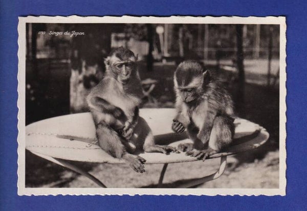 SINGE - Japon