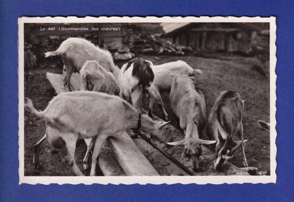 CHEVRE - Au sel