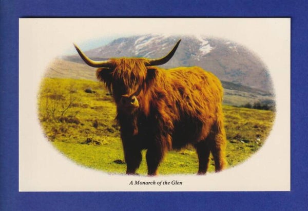 VACHE - A Monarch of the Glen