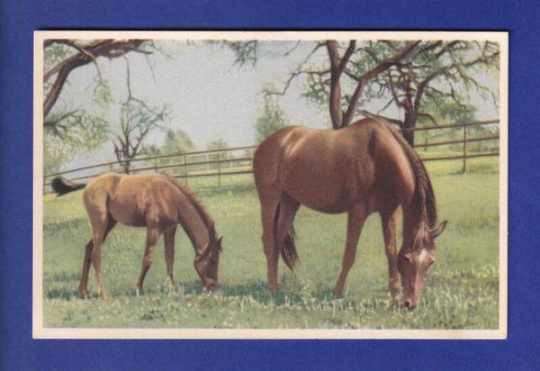 CHEVAL