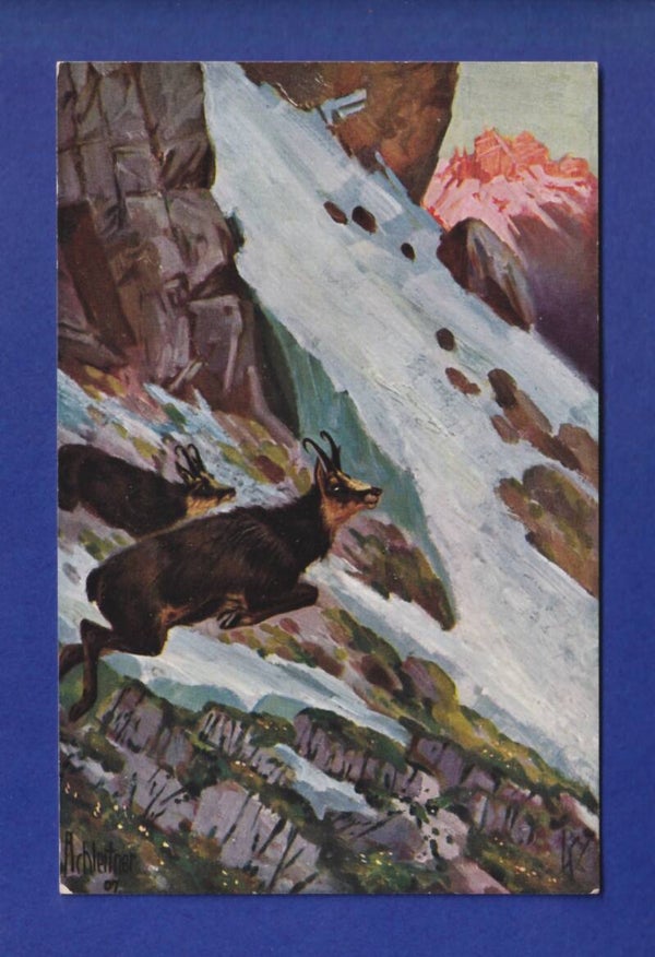 CHAMOIS