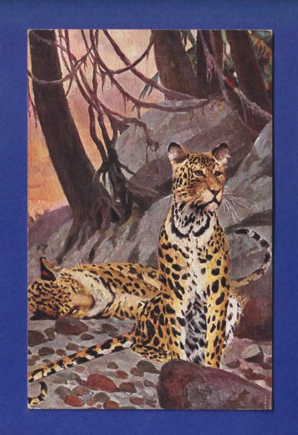 LEOPARD