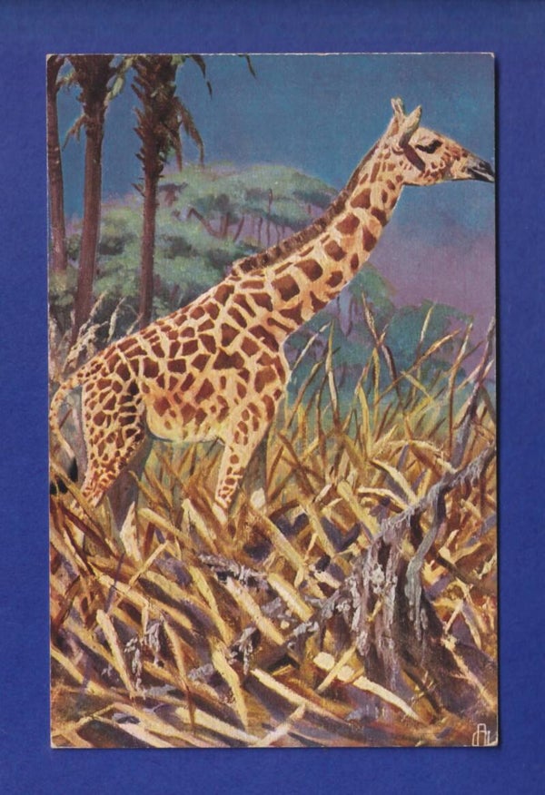 GIRAFE