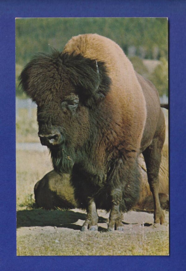 BISON