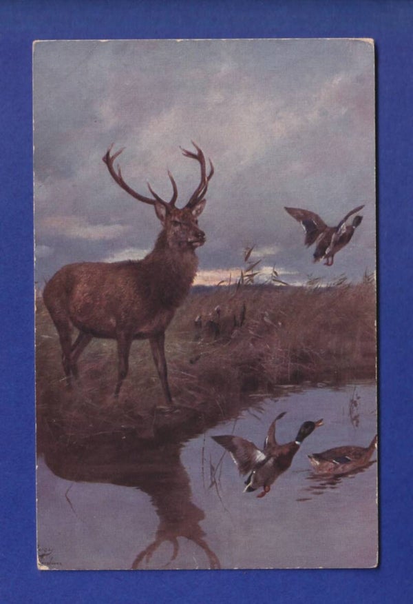 CERF et CANARD