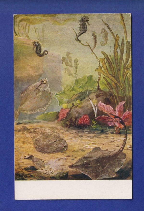 POISSON