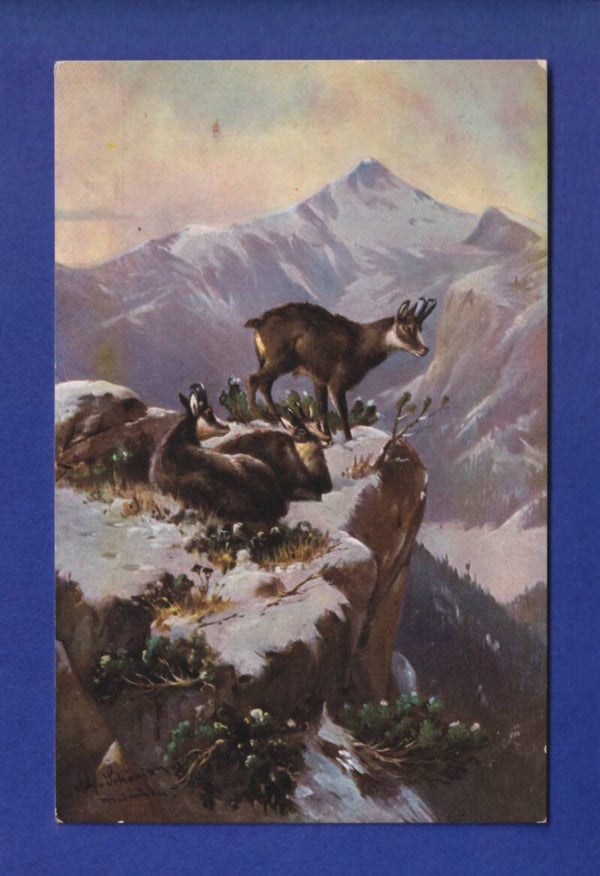 CHAMOIS