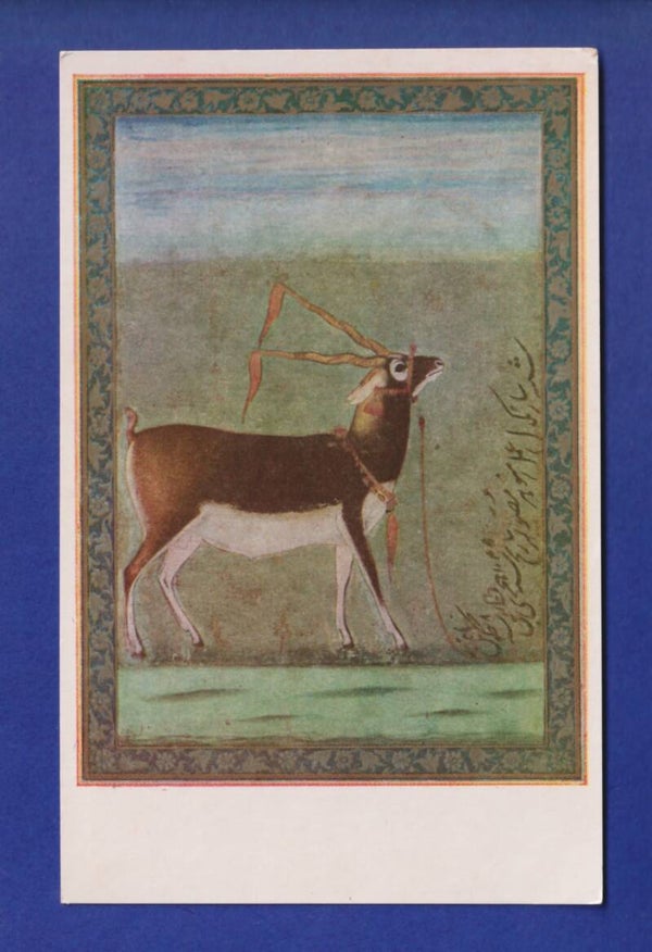 ANTILOPE