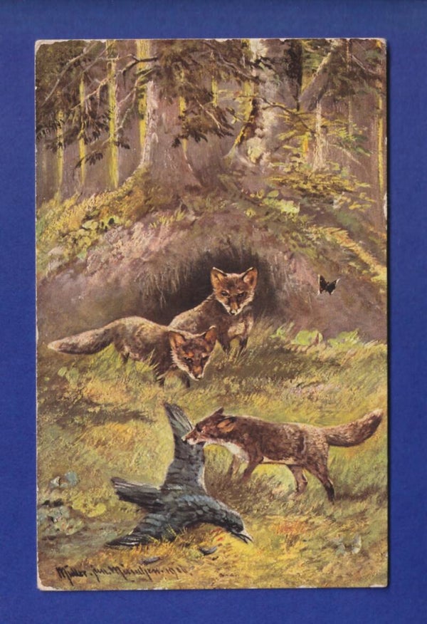 RENARD à la chasse