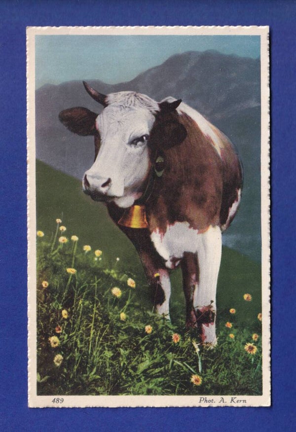 VACHE