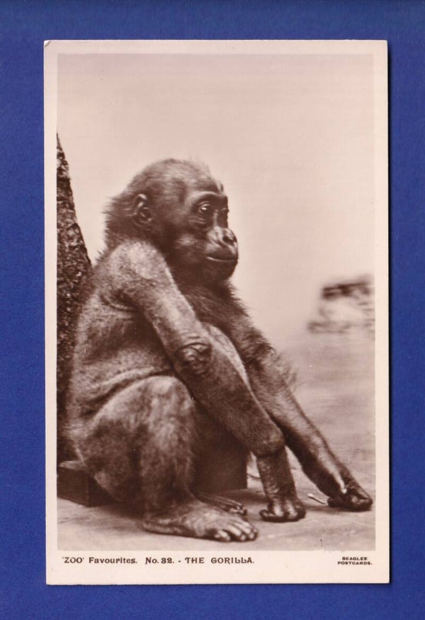 SINGE - Bébé Gorille