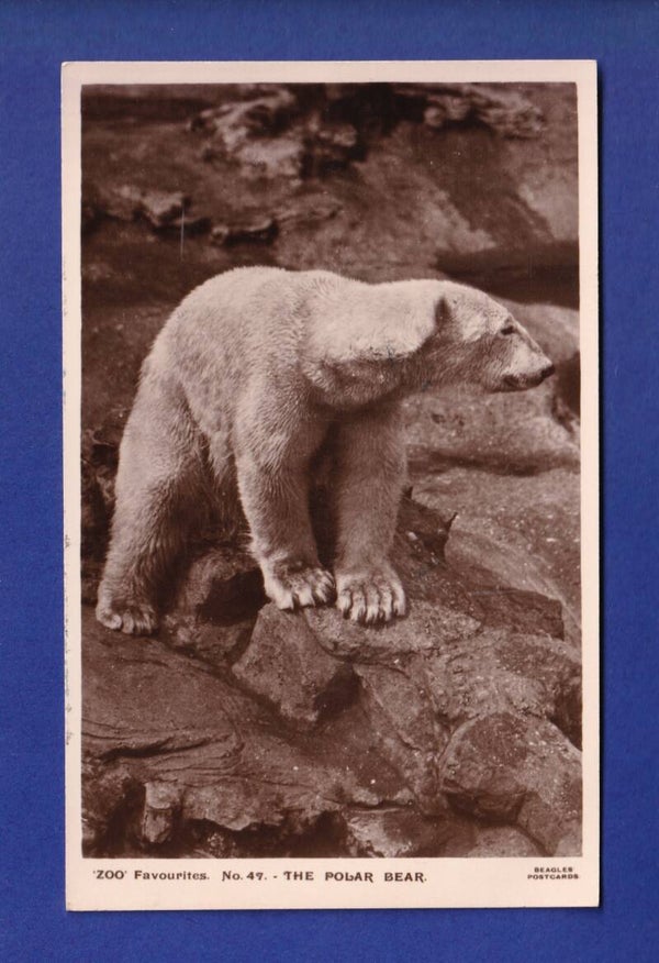 OURS POLAIRE