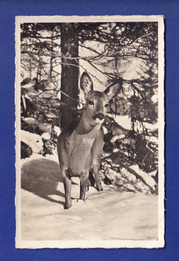 BICHE / REH