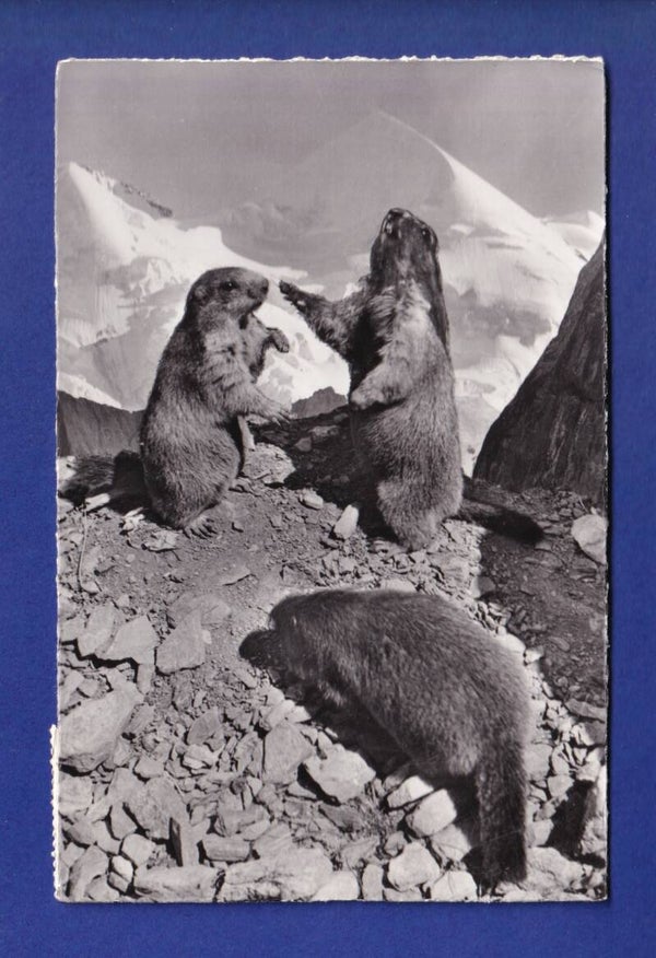 MARMOTE / MURMELTIERE