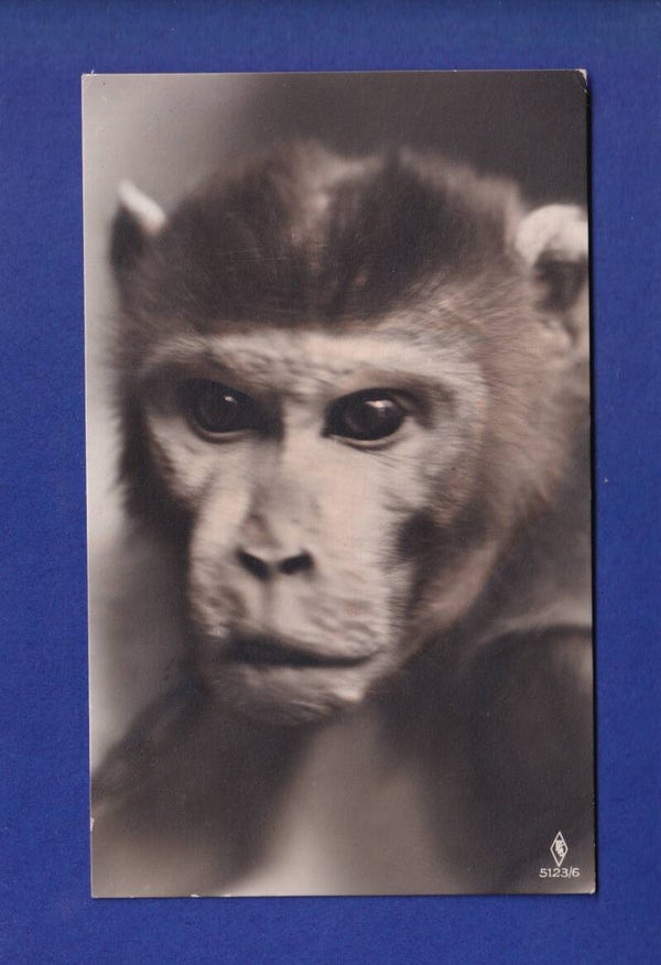 SINGE