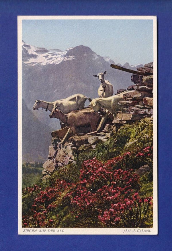 CHEVRE / ZIEGE - Auf der Alp