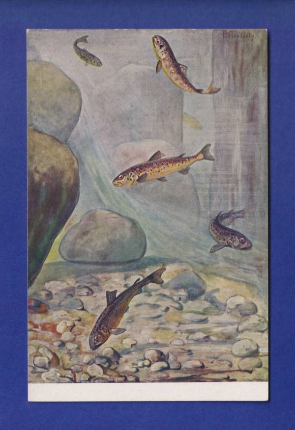 POISSON
