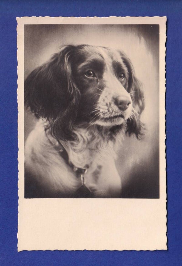CHIEN / HUND