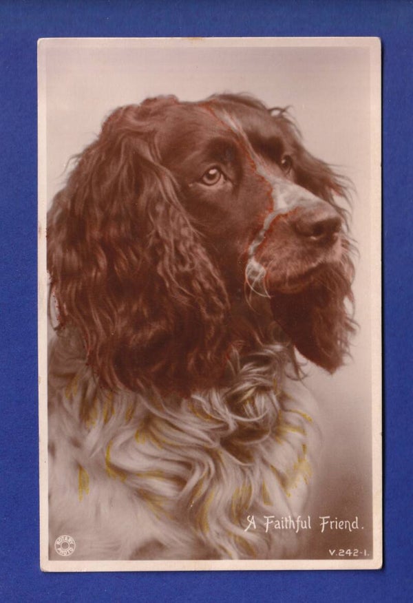 CHIEN / HUND