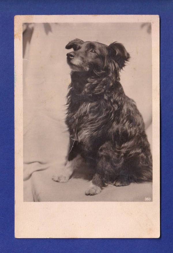 CHIEN / HUND // pli //
