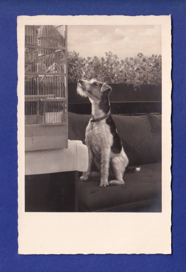 CHIEN / HUND