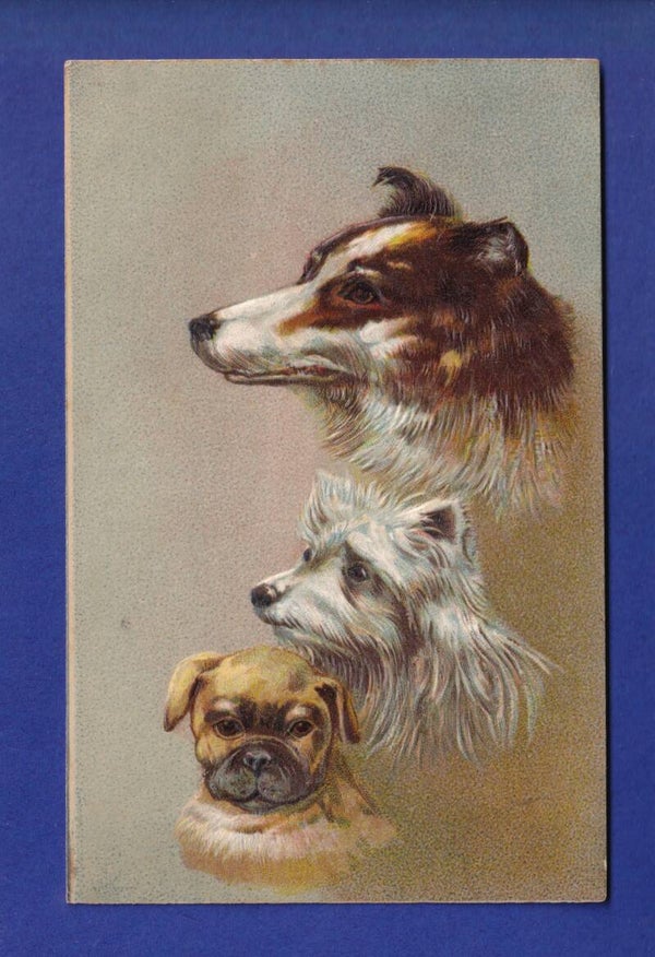 CHIEN / HUND - Carte gauffrée