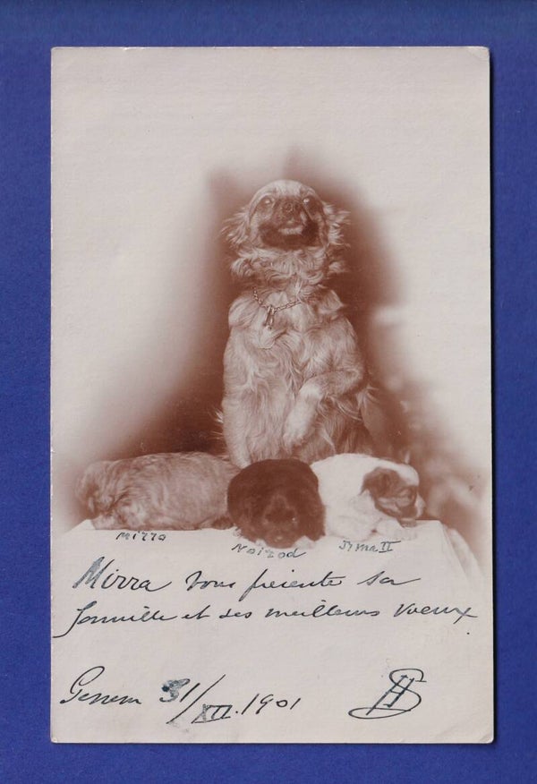CHIEN / HUND - Photo