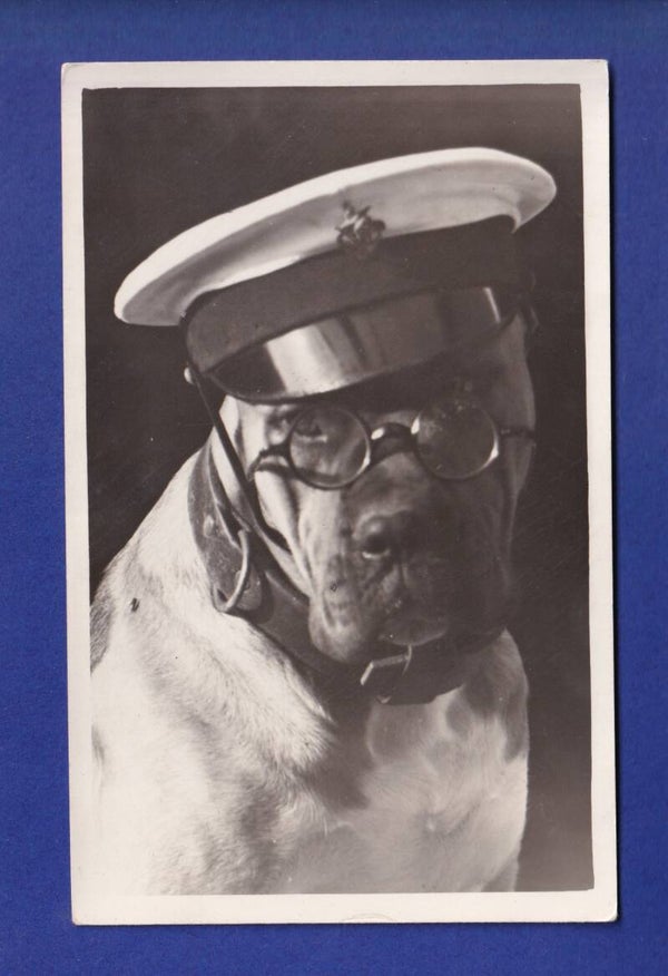 CHIEN / HUND - Marin