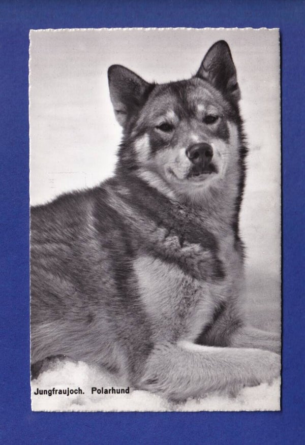 CHIEN / HUND - Polarhund