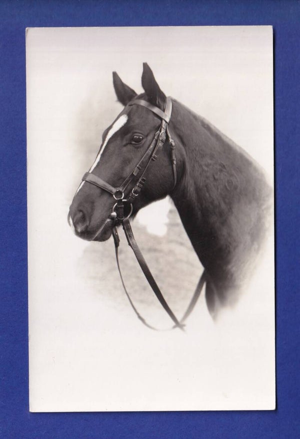 CHEVAL