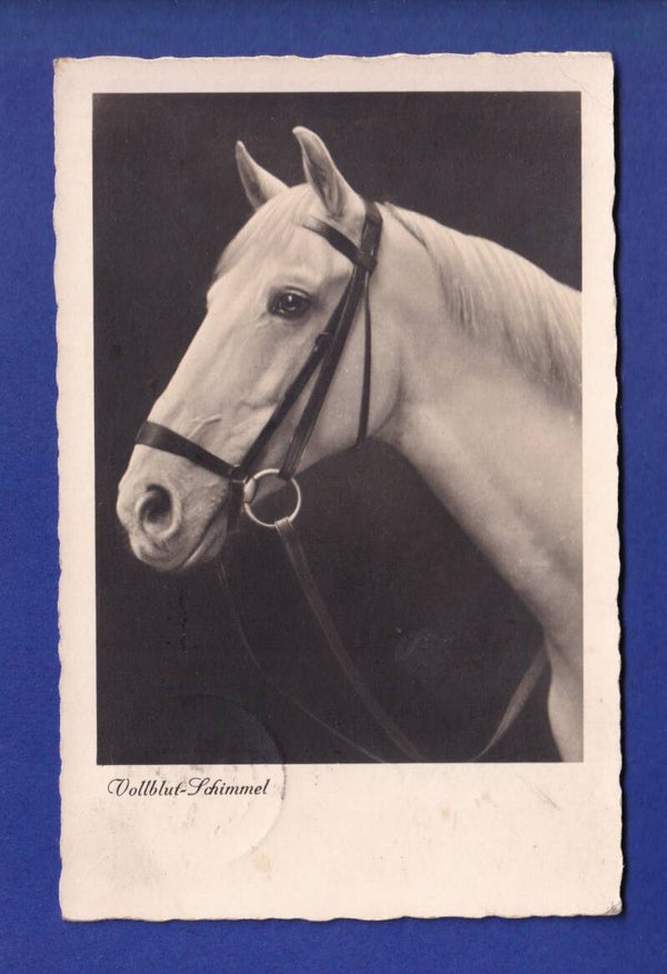 CHEVAL / PFERD