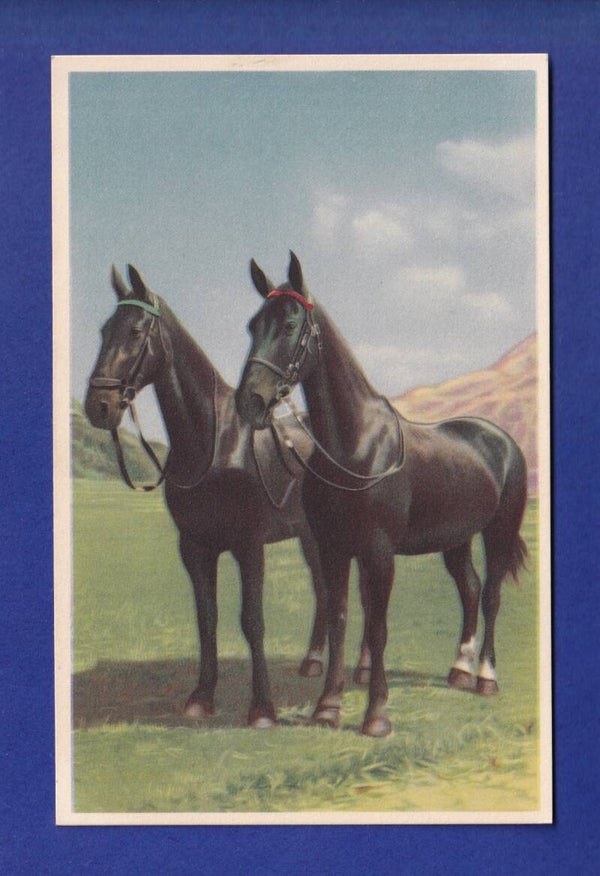 CHEVAL