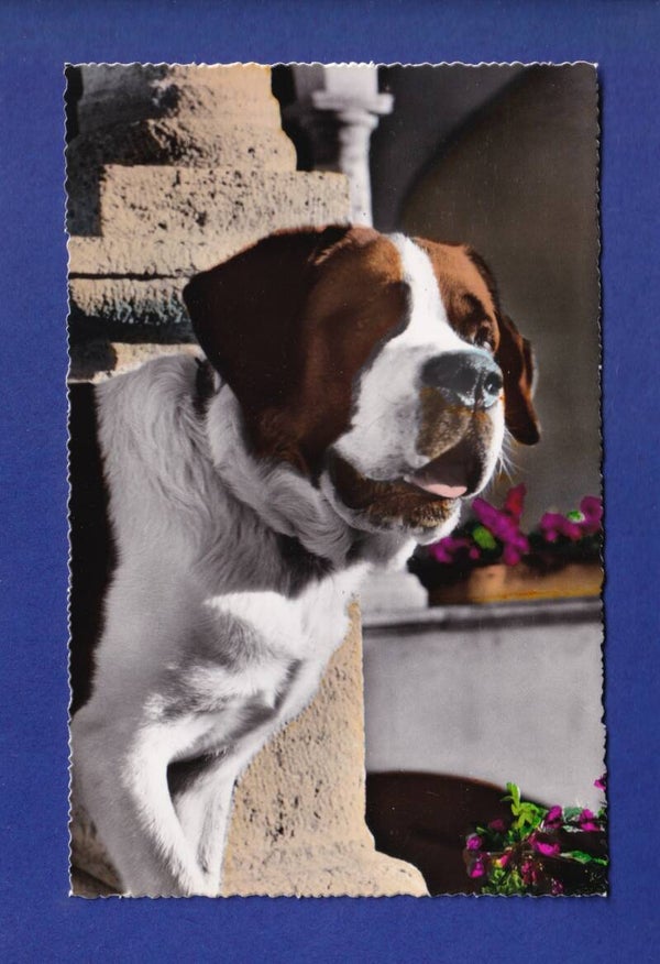 CHIEN / HUND - St. Bernard