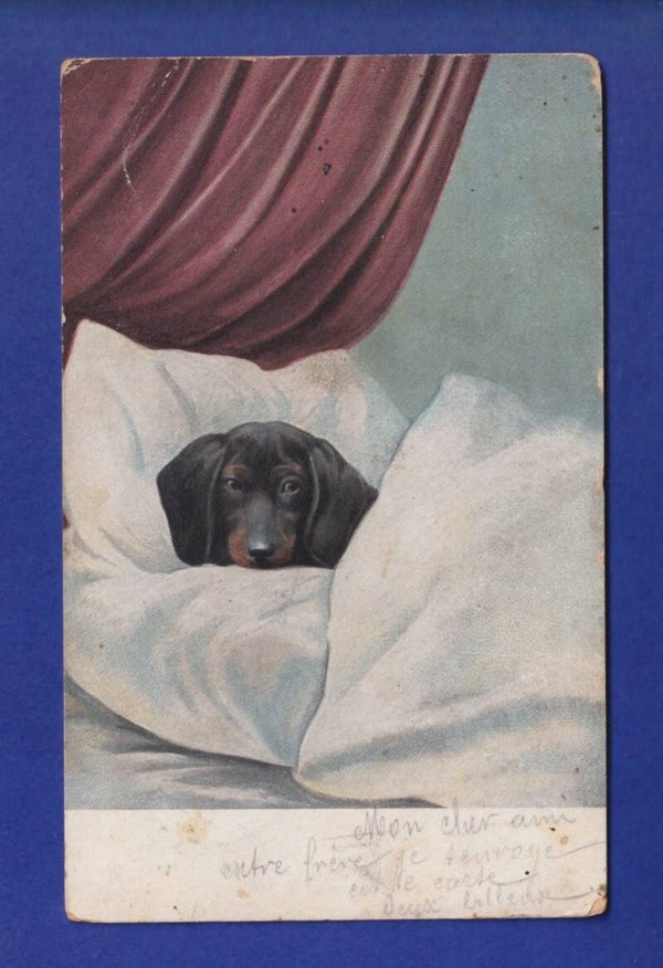 CHIEN / HUND // pli //
