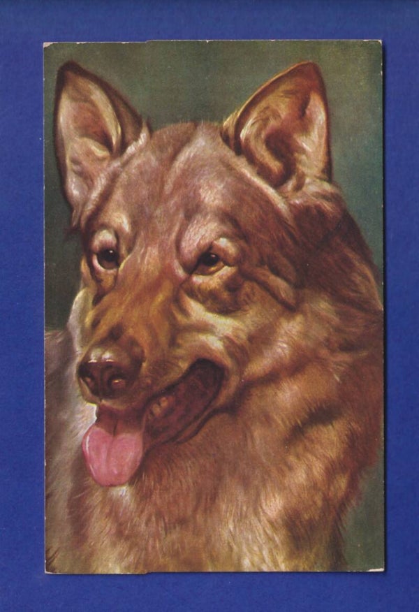 CHIEN / HUND