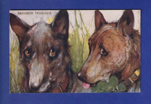 CHIEN / HUND - Aberdeen Terriers