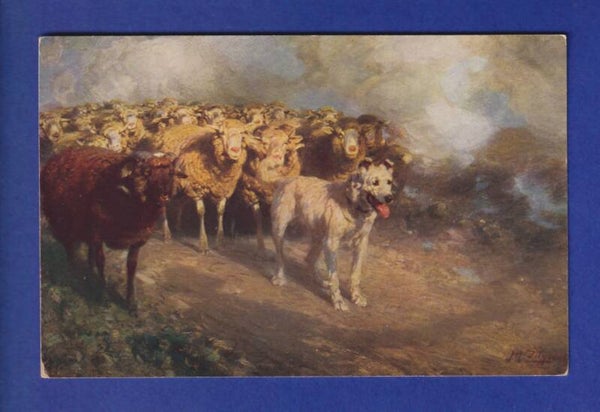 CHIEN / HUND - Moutons